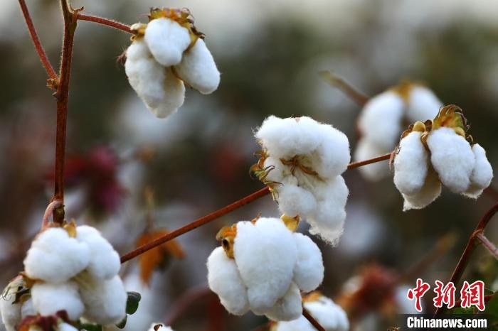 朵朵棉花吐絮盛開。　劉艷敏 攝