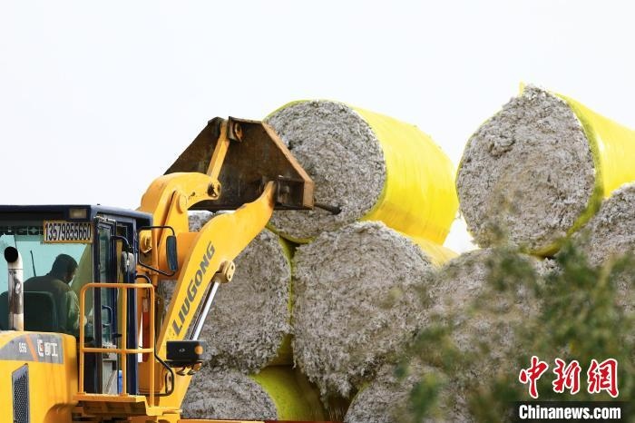 叉車將采棉機吐出的“金蛋蛋”裝車?！「唠p強 攝