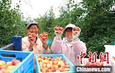 圖為興安盟沙果迎豐收。　科右前旗委宣傳部供圖