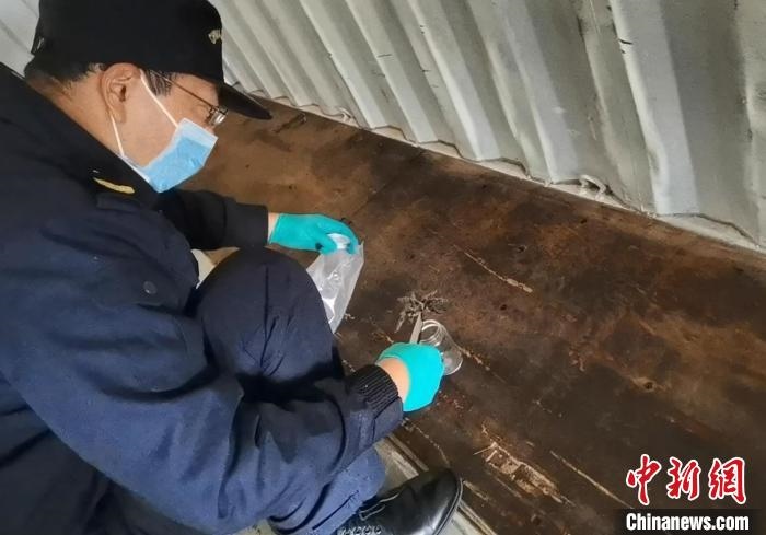 張家港海關(guān)工作人員截獲捕鳥(niǎo)蛛?！⊥踅〕?攝