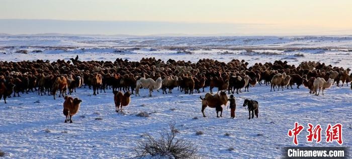 進(jìn)入冬季，駱駝在戈壁灘上散養(yǎng)?！」o琨 攝