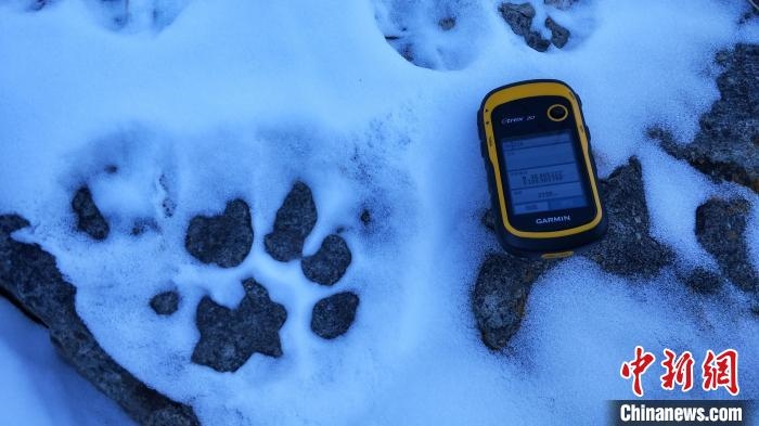 圖為疑似放歸雪豹的足跡(資料圖)?！?nèi)蒙古賀蘭山國家級自然保護(hù)區(qū)供圖