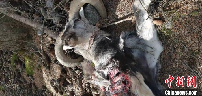 圖為疑似雪豹捕食巖羊的殘骸(資料圖)?！?nèi)蒙古賀蘭山國家級自然保護(hù)區(qū)供圖