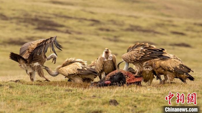圖為作品《聚會(huì)》。　尕布藏才郎 攝