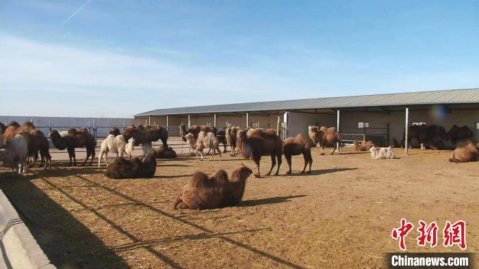 圖為額濟(jì)納旗駝奶產(chǎn)業(yè)基地。　王長(zhǎng)梅 攝