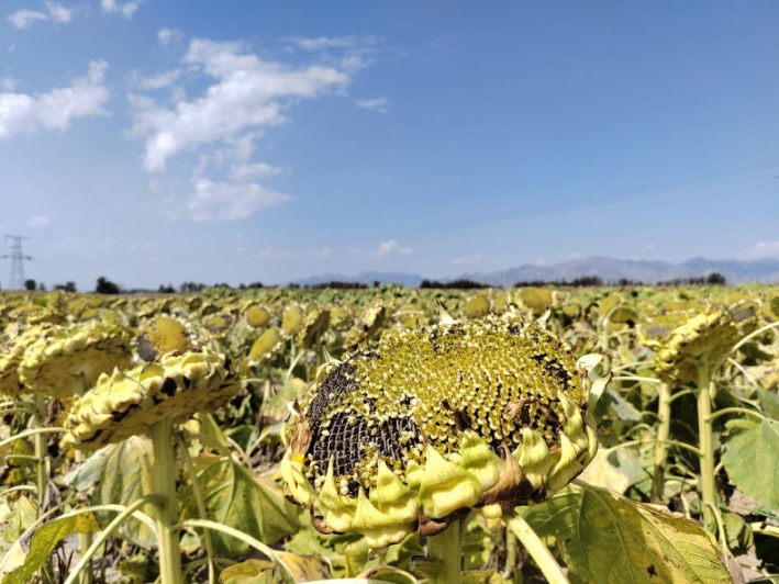 1695440621115376.png 圖片1.png