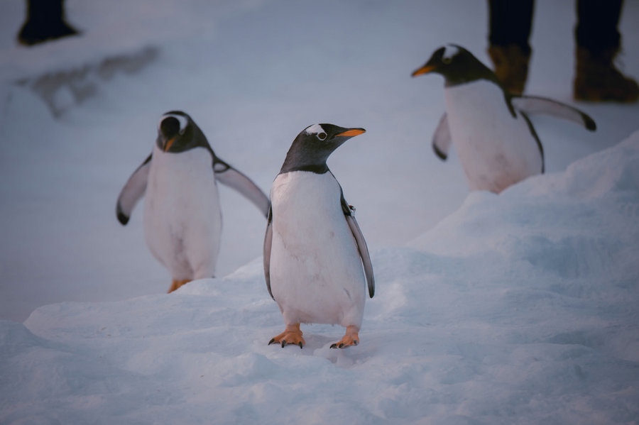 1706166492180131.jpg 4市中蒙.jpg