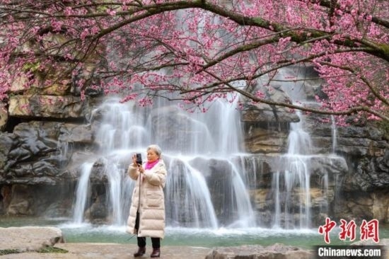 2月23日，市民在乾藝梅園景區(qū)拍攝綻放的梅花。瞿宏倫 攝