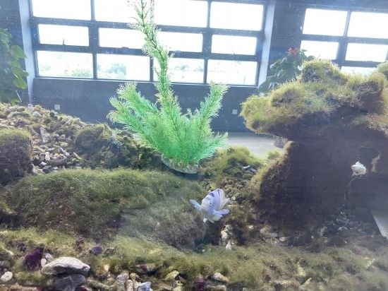 圖為寶鋼湛江鋼鐵水控中心，觀賞海魚在鋼渣漁礁里游動(dòng)