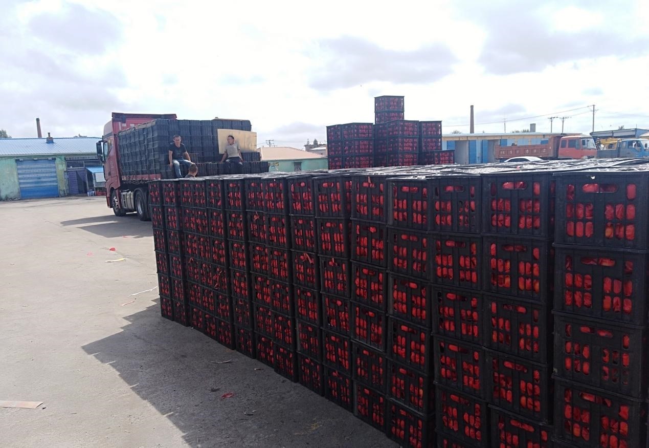 　　外銷的蔬菜在市場(chǎng)等待拉運(yùn)。受訪者供圖