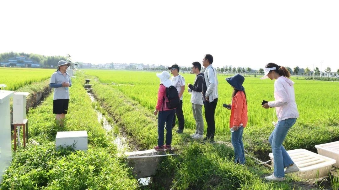 △云南大理古生村科技小院成員在田間調(diào)查。