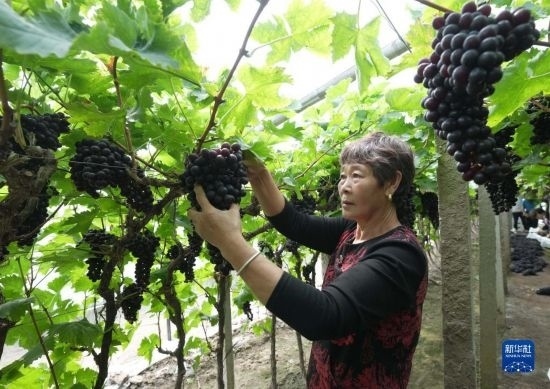 5月26日，唐山市海港經(jīng)濟開發(fā)區(qū)王灘鎮(zhèn)趙灘村農(nóng)民在大棚內(nèi)采摘葡萄。