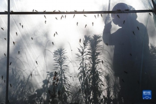 6月21日，山東省樂陵市西段鄉(xiāng)岔河村東亞飛蝗養(yǎng)殖基地的養(yǎng)殖戶在大棚內(nèi)忙碌。新華社記者 范長國 攝