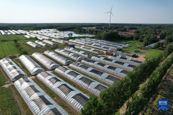 這是6月21日在山東省樂陵市西段鄉(xiāng)岔河村拍攝的東亞飛蝗養(yǎng)殖基地（無人機照片）。新華社記者 范長國 攝