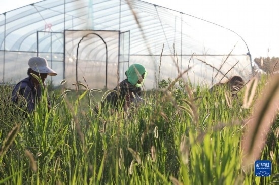 6月21日，山東省樂陵市西段鄉(xiāng)岔河村東亞飛蝗養(yǎng)殖基地的螞蚱養(yǎng)殖戶在割草。新華社記者 范長國 攝