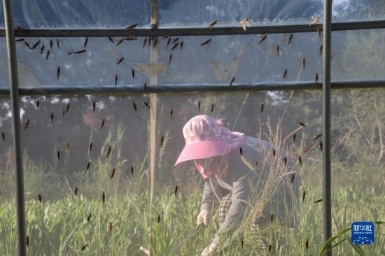 6月21日，山東省樂陵市西段鄉(xiāng)岔河村東亞飛蝗養(yǎng)殖基地的螞蚱養(yǎng)殖戶在割草。新華社記者 范長國 攝