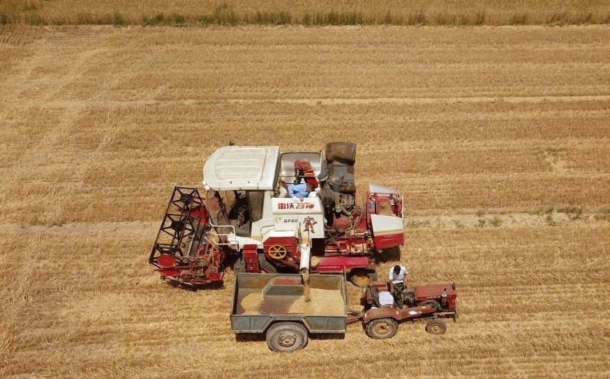 2023年6月14日，在山東省臨邑縣林子鎮(zhèn)，聯(lián)合收割機(jī)在收獲小麥。