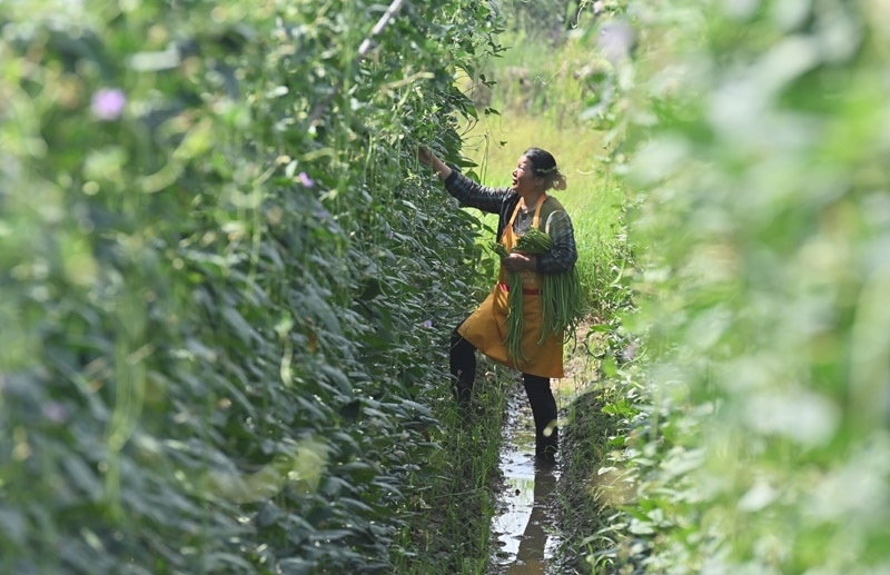 2023年6月15日，在廣西柳州市鹿寨縣中渡鎮(zhèn)石墨村，村民在高標(biāo)準(zhǔn)農(nóng)田里采收豆角。
