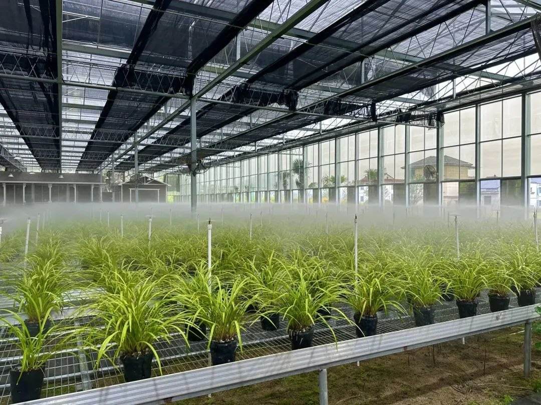 浙江省紹興市柯橋區(qū)漓渚鎮(zhèn)棠棣村的蘭花種植基地。靜玄 攝