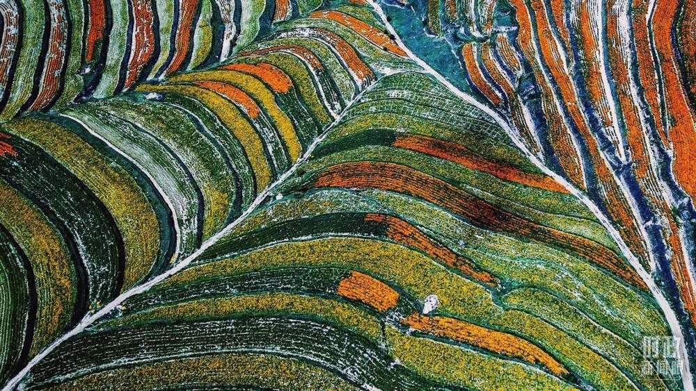 寧夏彭陽(yáng)縣。萬(wàn)壽菊與格?；ㄊ㈤_(kāi)在錯(cuò)落的山間梯田上。（總臺(tái)國(guó)廣記者李晉拍攝）