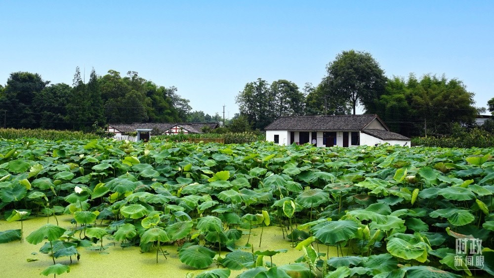 四川眉山，永豐村荷塘。2022年6月，習(xí)近平曾到此調(diào)研鄉(xiāng)村振興情況。（總臺(tái)央廣記者潘毅拍攝）