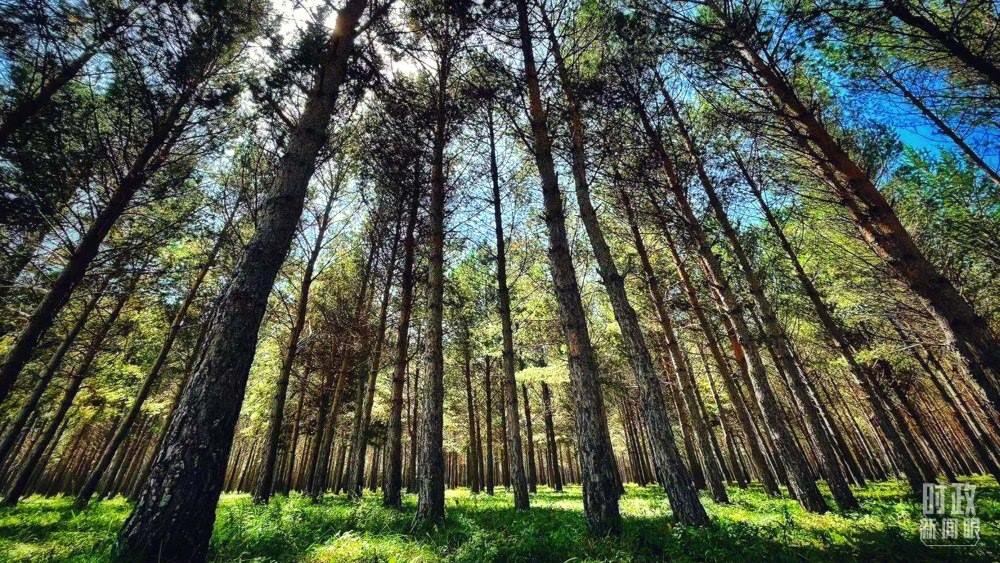 河北塞罕壩。（總臺(tái)央視記者謝曉光拍攝）