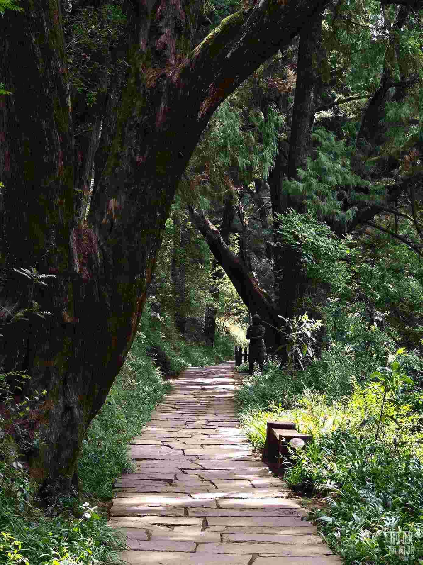 △古蜀道與古柏。（總臺央視記者彭漢明拍攝）