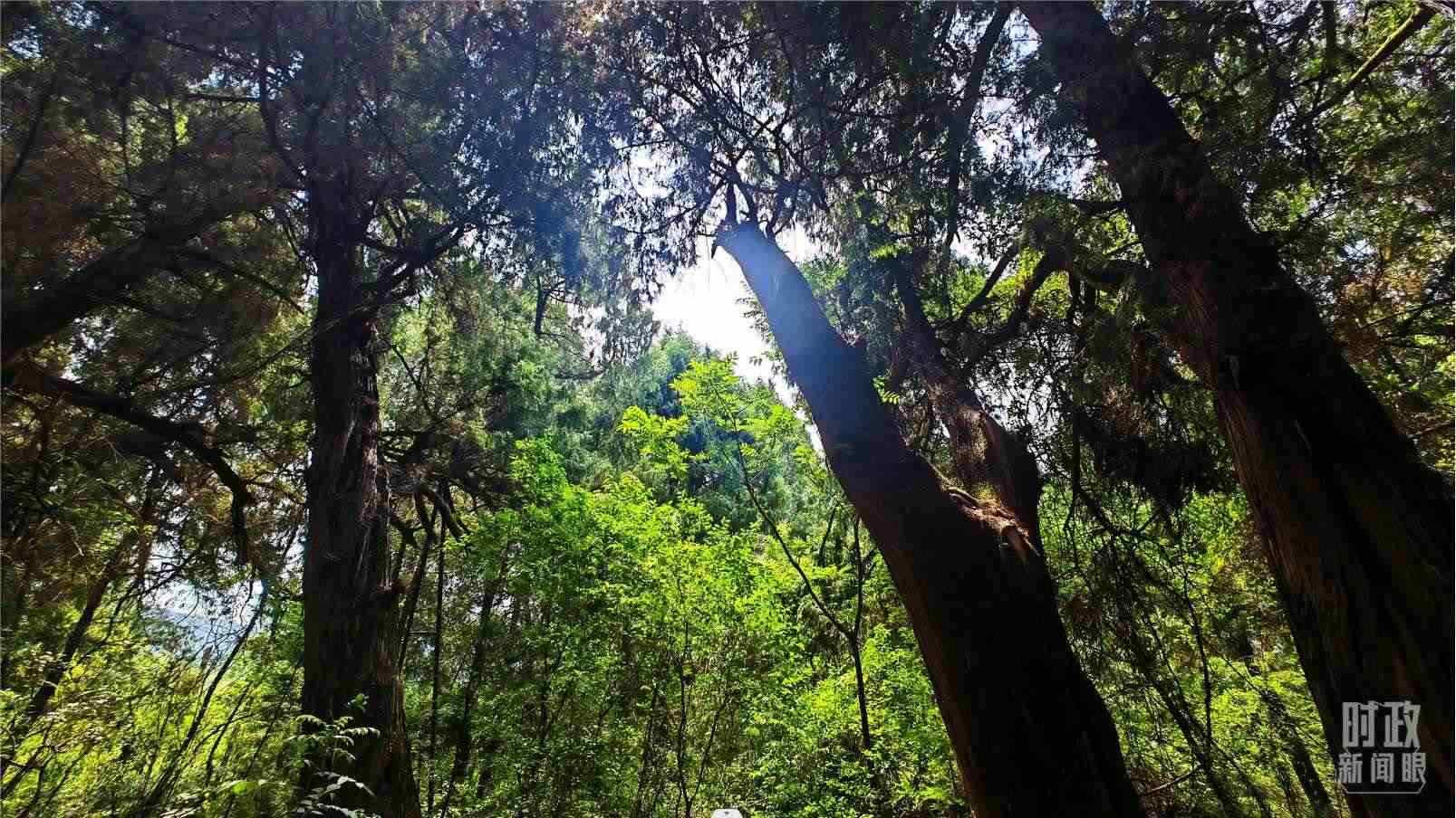 △翠云廊內(nèi)，古柏郁郁蔥蔥。（總臺央視記者程鋮拍攝）