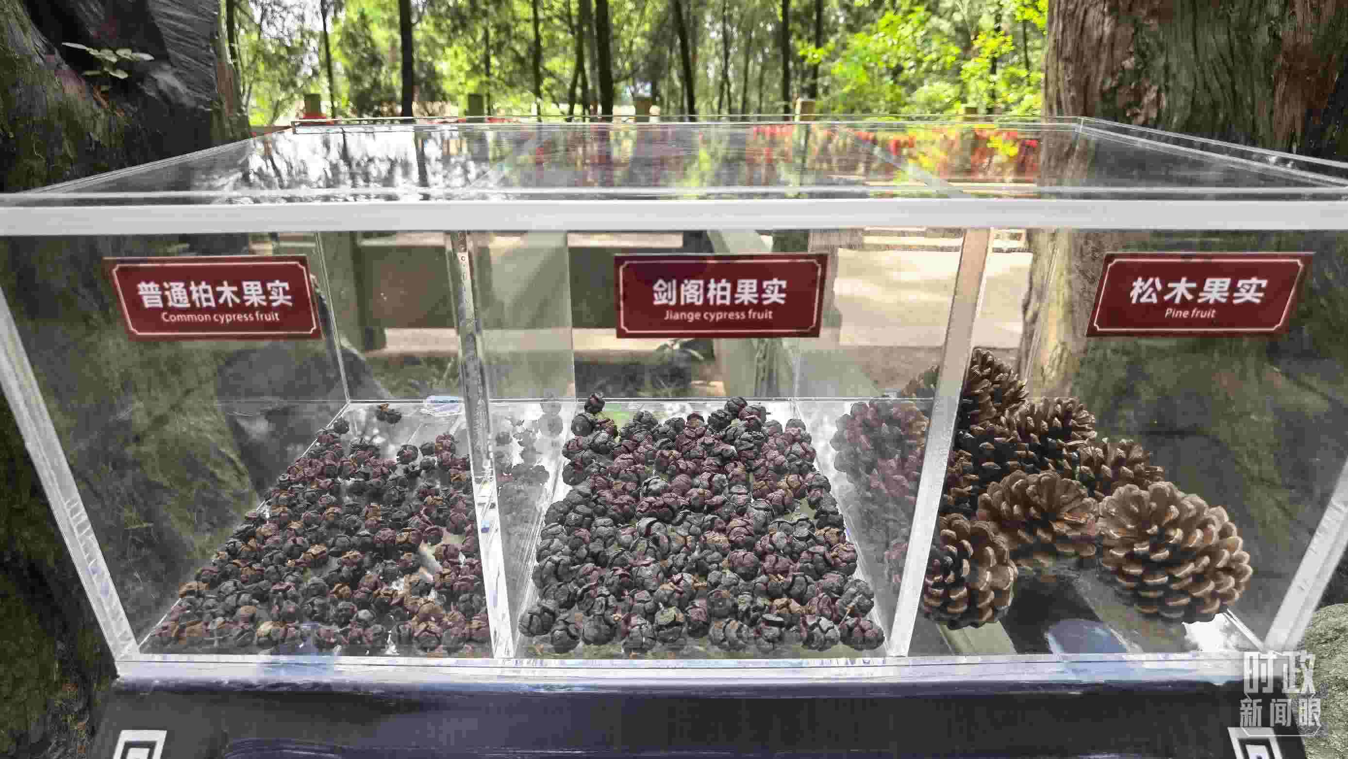 △翠云廊古蜀道，現(xiàn)場陳列的柏木和松木果實。（總臺央視記者石丞拍攝）