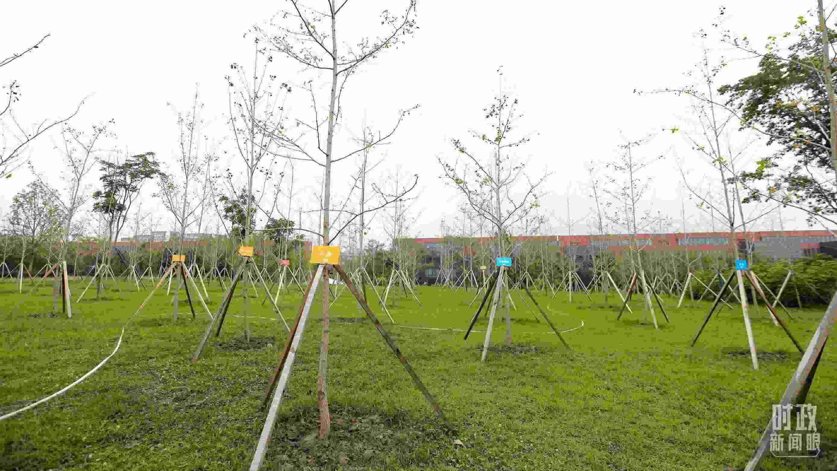 成都大運(yùn)村內(nèi)專門種植了友誼林，各國代表團(tuán)都可認(rèn)領(lǐng)。