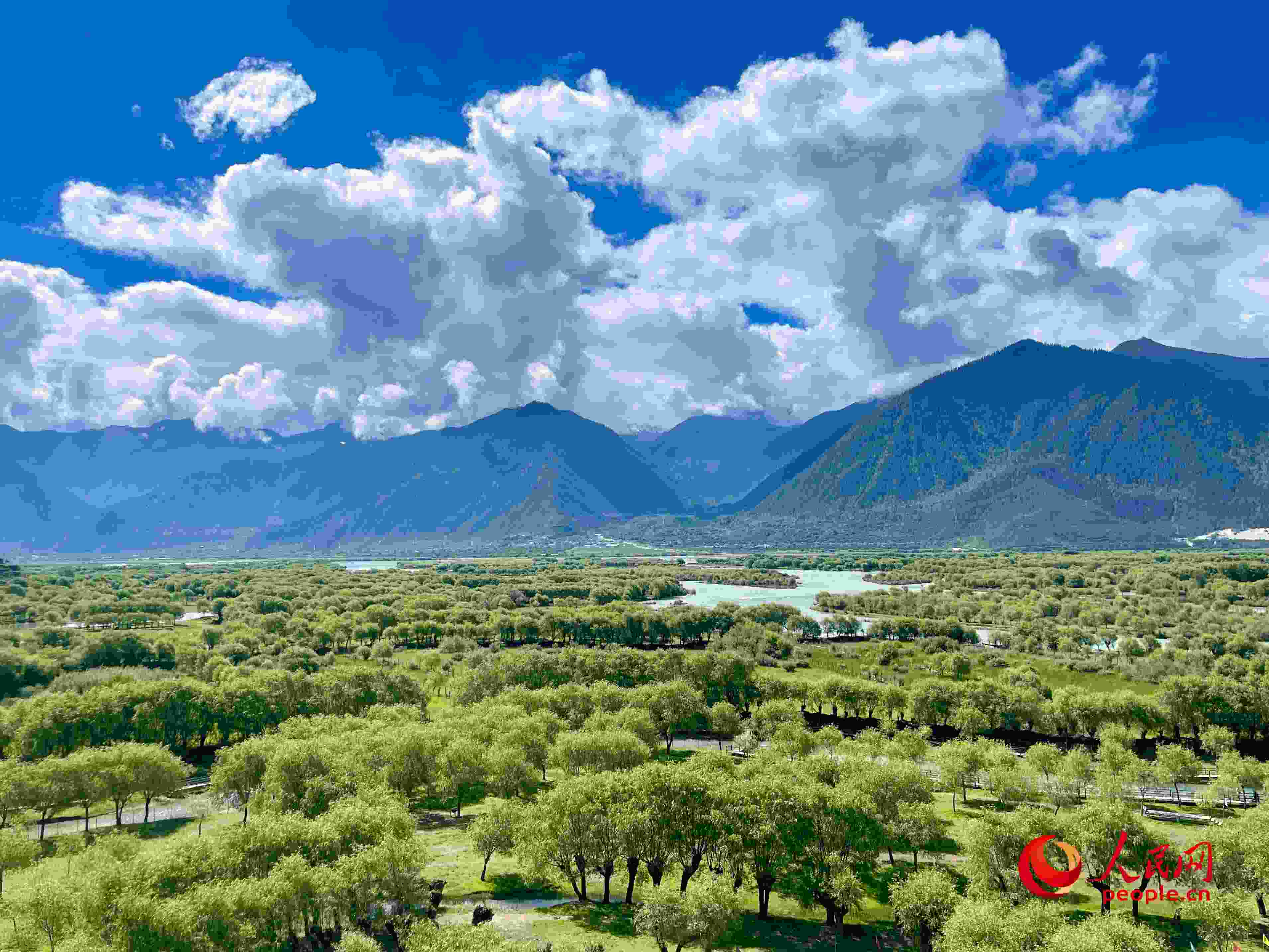 夏日的雅尼國(guó)家濕地公園生機(jī)盎然，如詩(shī)如畫。人民網(wǎng) 周靜圓攝