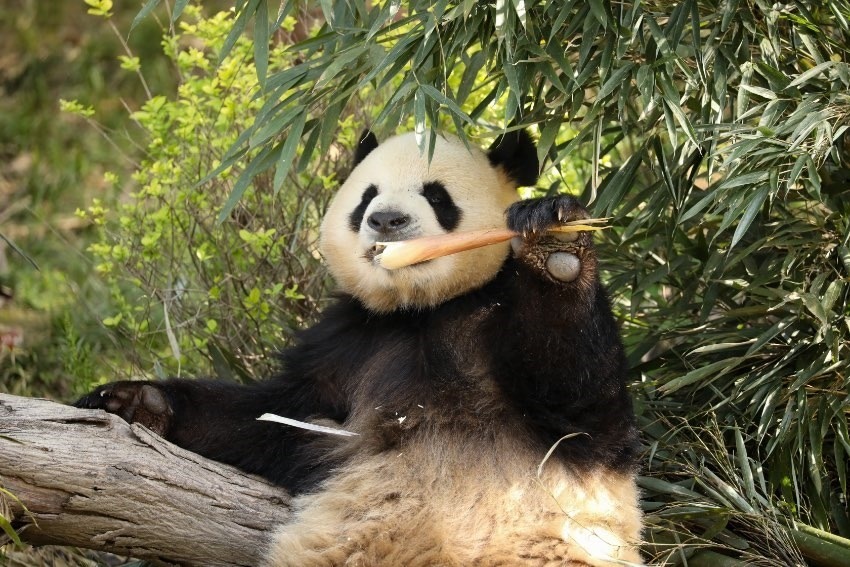 大熊貓“芝麻”。成都大熊貓繁育研究基地供圖