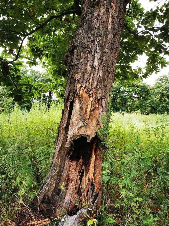 圖為2021年10月拍攝的秦嶺北麓百年板栗古樹遭破壞情況。人民網記者 吳超攝