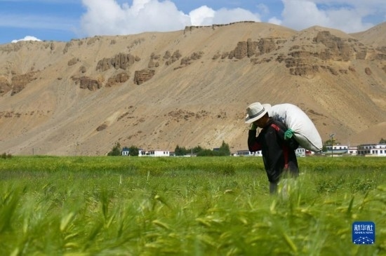 8月12日，西藏阿里地區(qū)普蘭縣赤德村村民在青稞田里勞作。