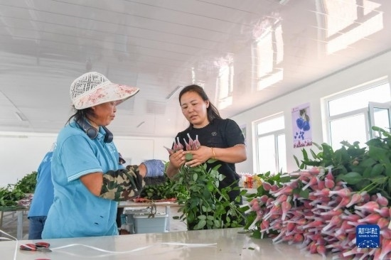 8月17日，吉林省德惠市朱城子鎮(zhèn)沿河村程雪家庭農(nóng)場的負(fù)責(zé)人楊雪（右）指導(dǎo)農(nóng)民修剪玫瑰花。新華社記者 張楠 攝