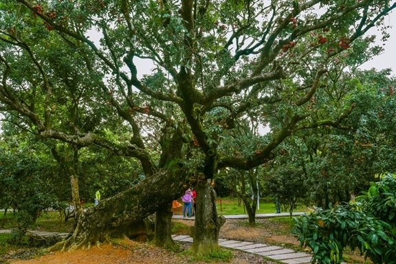 高州市根子鎮(zhèn)柏橋村古荔枝種植園。丘立賀攝