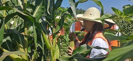 北京工商大學(xué)組織學(xué)生開展暑期社會實踐。學(xué)校供圖