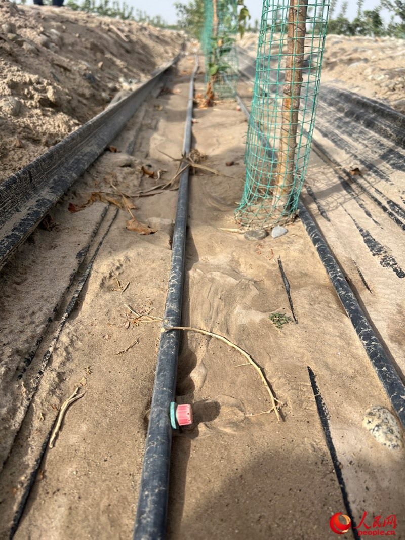 水肥一體化滴灌技術(shù)，可極大節(jié)約用水量。人民網(wǎng)記者 常雪梅攝