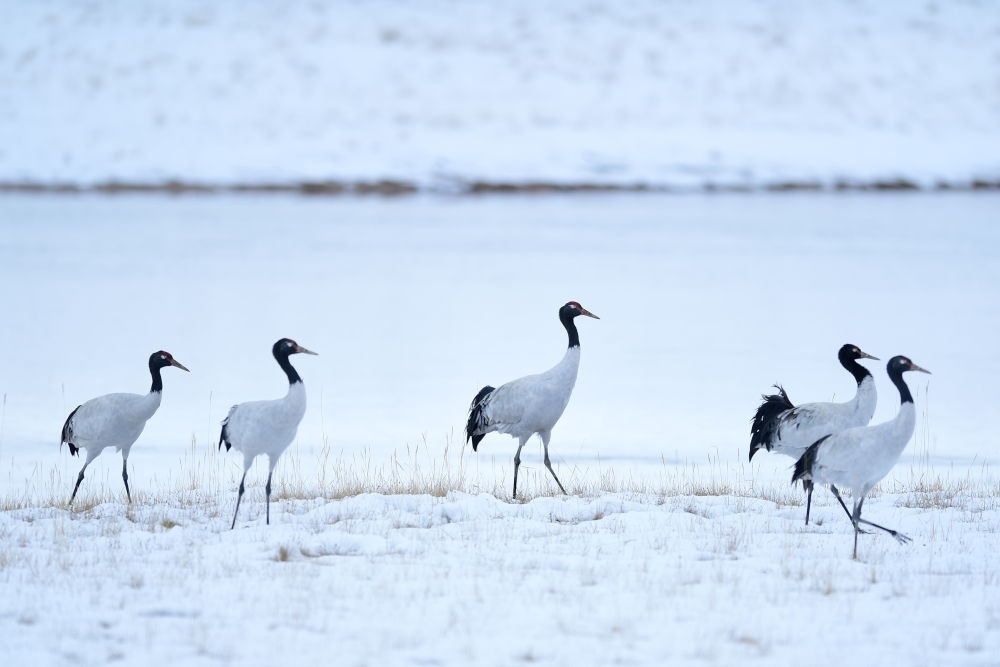 2021年10月21日在三江源國(guó)家公園黃河源園區(qū)內(nèi)拍攝的黑頸鶴。新華社記者 張龍 攝