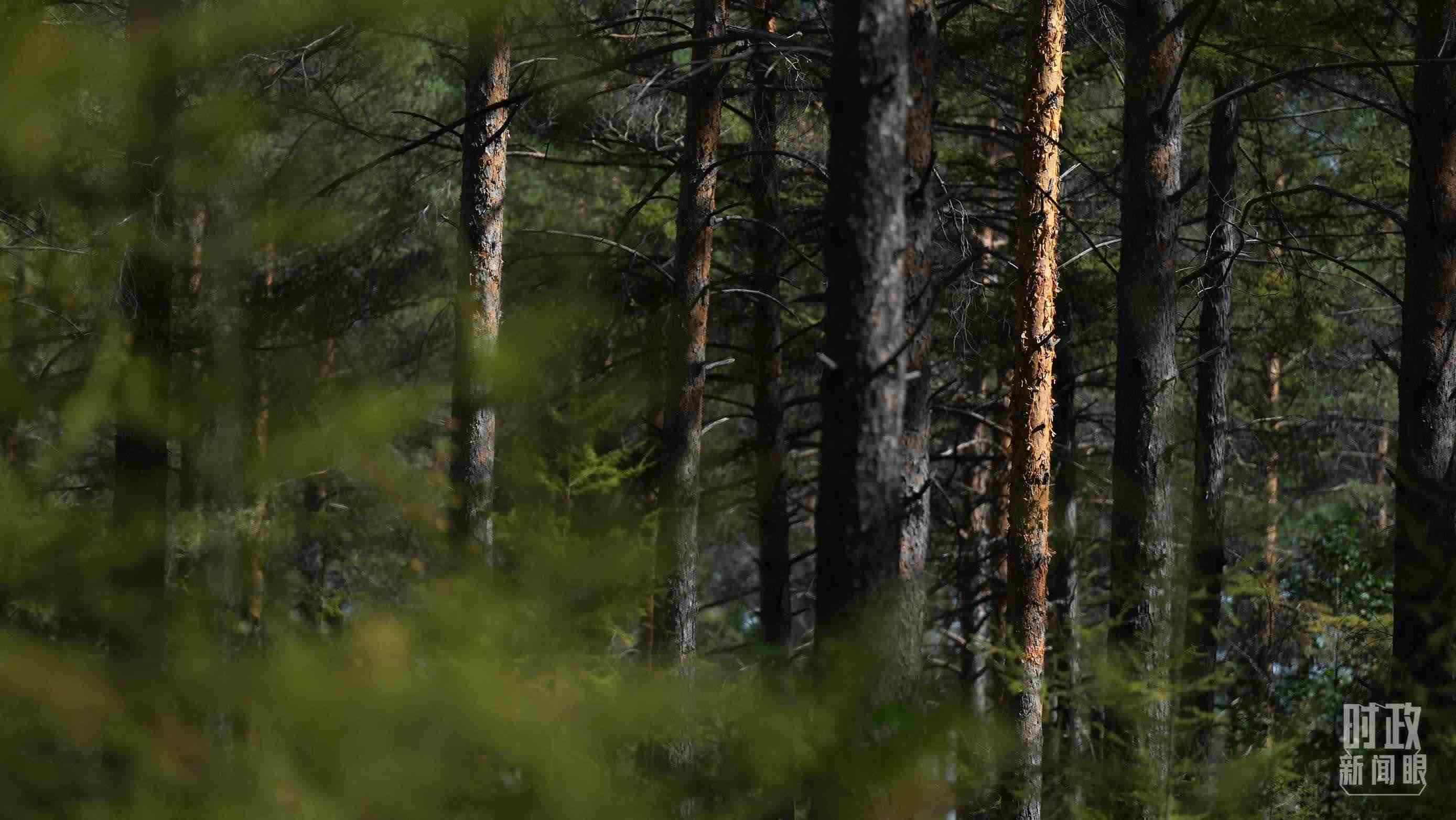 △漠河林場有天然林3.54萬公頃、蓄積量325.3萬立方米。（總臺國廣記者李晉拍攝）