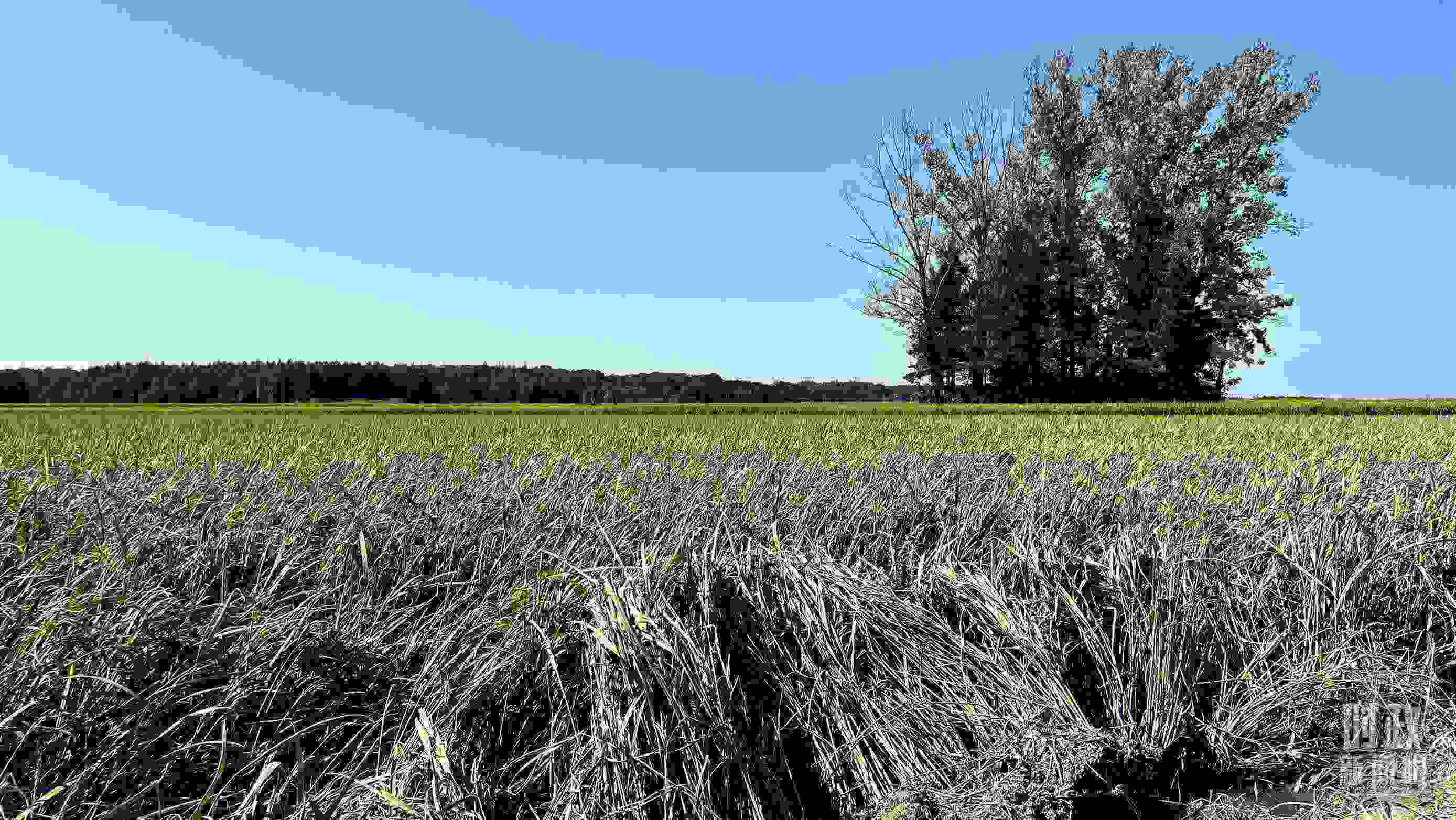 △龍王廟村遭受洪澇災(zāi)害的農(nóng)田。（總臺央視記者邢彬拍攝）