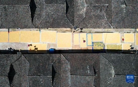 9月16日，在貴州省黔東南苗族侗族自治州從江縣加勉鄉(xiāng)污扣村，村民在晾曬稻谷（無(wú)人機(jī)照片）。