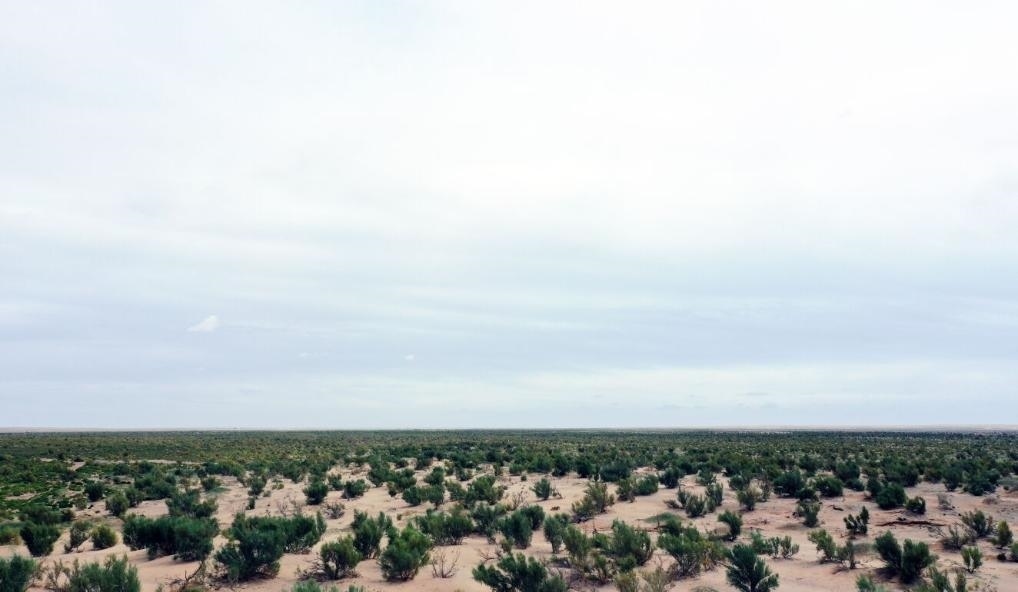 經(jīng)過封禁保護(hù)和人工種植梭梭后恢復(fù)綠色的草場（2023年9月12日攝）。新華社記者李云平 攝