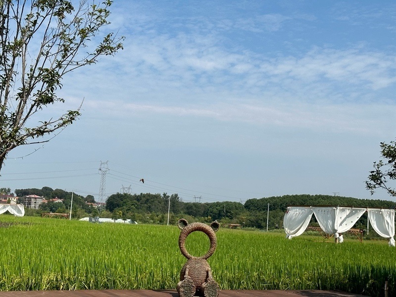 林語未來村打造農(nóng)家畈田園綜合體。人民網(wǎng) 王紹紹攝