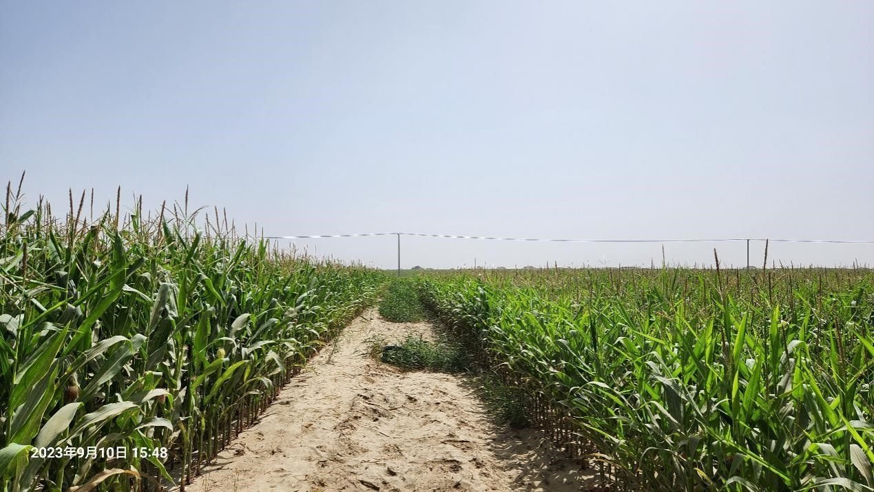 玉米改良40天后對(duì)比（左邊為改良組，右邊為對(duì)照組）。胡樹(shù)文團(tuán)隊(duì)供圖