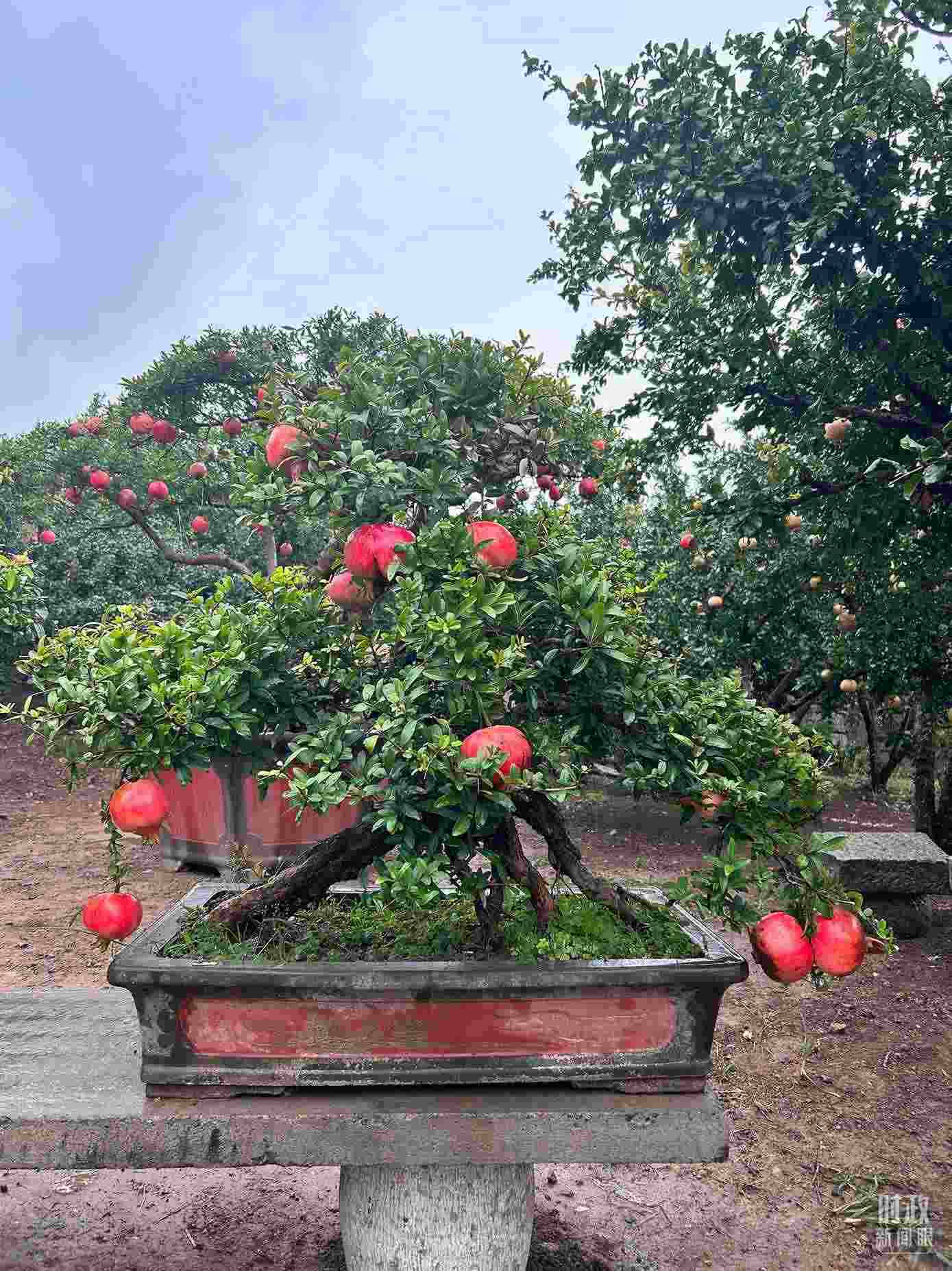△冠世榴園內(nèi)的石榴盆栽。（總臺央視記者黎兵拍攝）