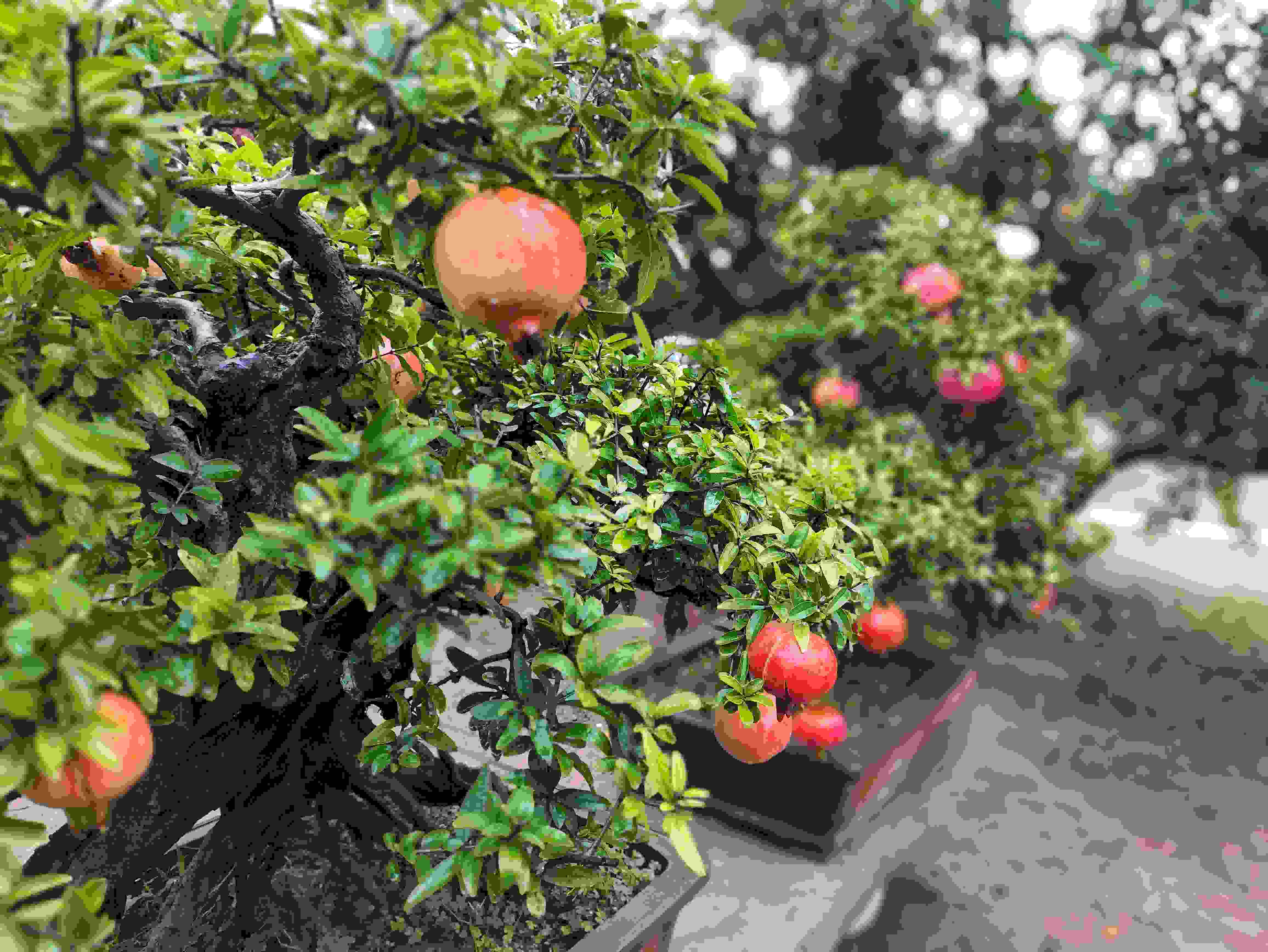 △石榴的發(fā)展帶動(dòng)了當(dāng)?shù)厥衽杈爱a(chǎn)業(yè)。（總臺央視記者鐘信偉拍攝）