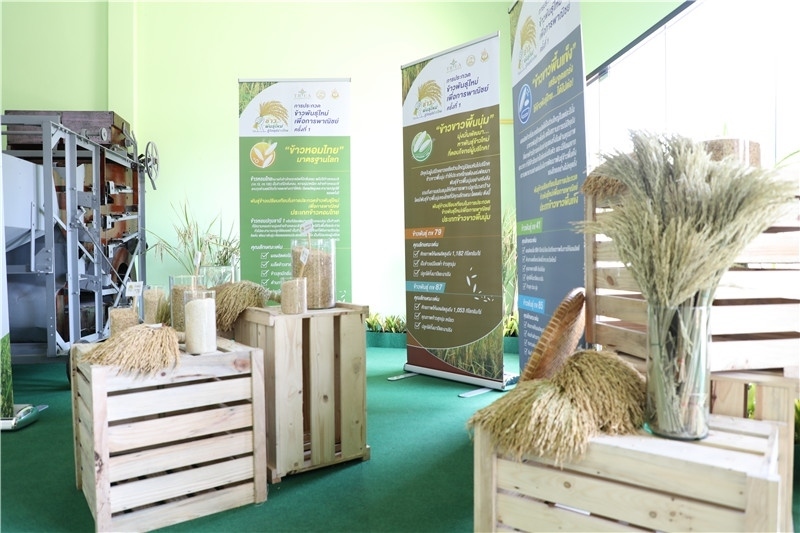 圖為泰國農(nóng)業(yè)與合作社部培育的優(yōu)質(zhì)稻種。泰國商務(wù)部供圖