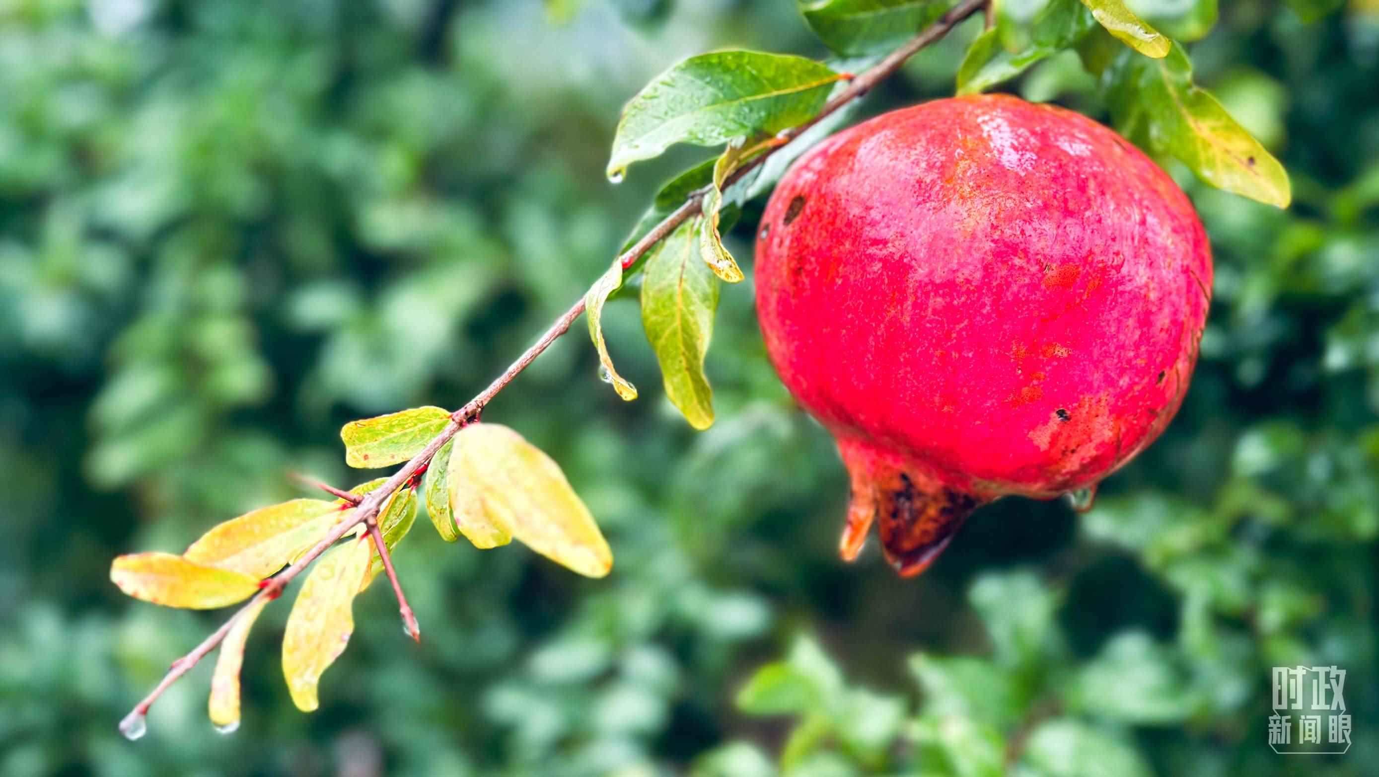 △山東省棗莊市冠世榴園，石榴紅了。（總臺(tái)央視記者范一鳴拍攝）