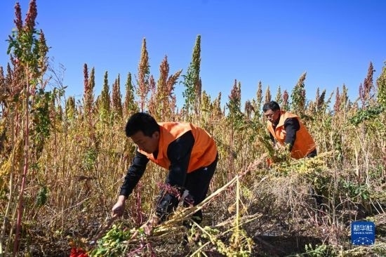 9月28日，農(nóng)民參加內(nèi)蒙古武川縣首屆藜麥開鐮節(jié)割藜麥比賽。